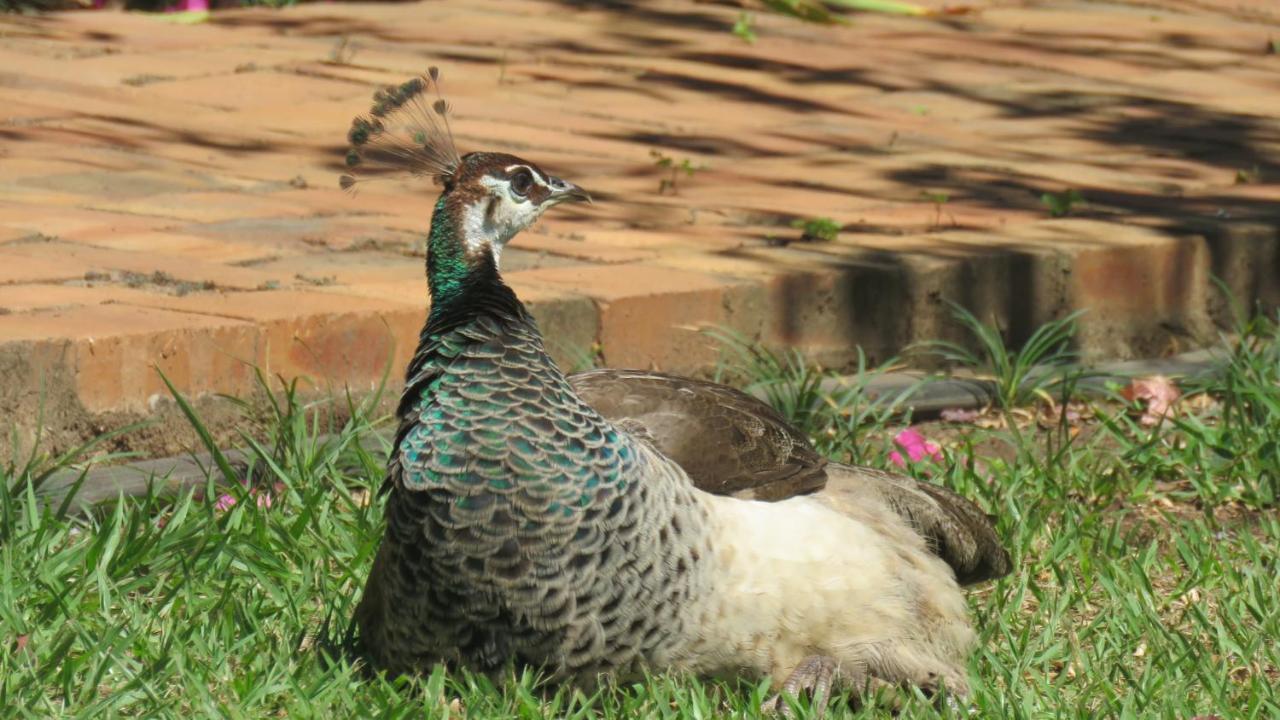 Dwaleni Farm Lodge Matsapha Bagian luar foto