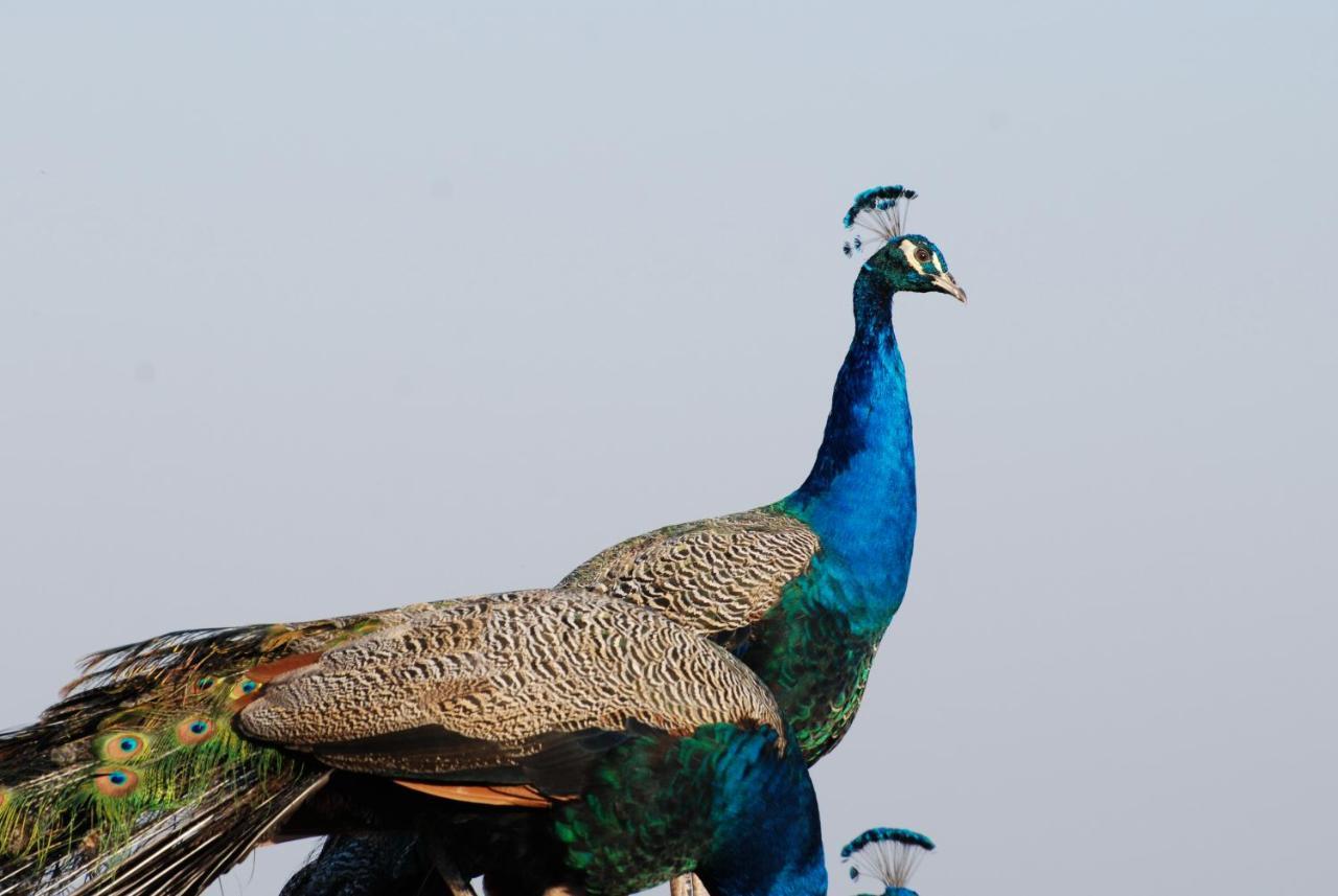 Dwaleni Farm Lodge Matsapha Bagian luar foto
